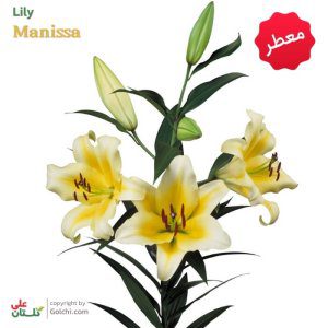 پیاز لیلیوم هلندی دو رنگ زرد و سفید Lily Manissa