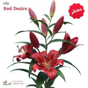 پیاز لیلیوم هلندی قرمز Lily Red Desire