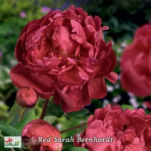 گیاه صدتومنی Red Sarah Bernhardt | سرخ